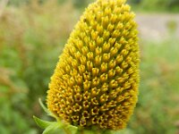 Rudbeckia laciniata 9, Slipbladige rudbeckia, Saxifraga-Rutger Barendse