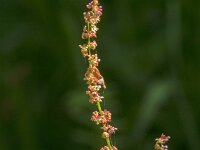 Rumex acetosa 32, Veldzuring, Saxifraga-Jan van der Straaten