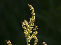 Rumex acetosa 33, Veldzuring, Saxifraga-Jan van der Straaten