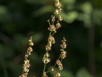 Rumex acetosa 34, Veldzuring, Saxifraga-Jan van der Straaten