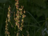 Rumex acetosa 35, Veldzuring, Saxifraga-Jan van der Straaten