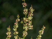 Rumex acetosa 36, Veldzuring, Saxifraga-Jan van der Straaten
