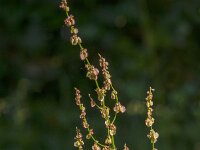 Rumex acetosa 37, Veldzuring, Saxifraga-Jan van der Straaten