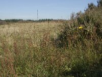 Rumex acetosella 3, Schapenzuring, Saxifraga-Willem van Kruijsbergen
