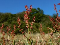 Rumex acetosella 36, Schapenzuring, Saxifraga-Ed Stikvoort