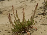 Rumex bucephalophorus 2, Saxifraga-Willem van Kruijsbergen