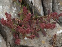 Rumex bucephalophorus 4, Saxifraga-Willem van Kruijsbergen