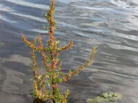 Rumex conglomeratus 6, Kluwenzuring, Saxifraga-Ed Stikvoort