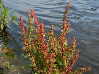 Rumex conglomeratus 7, Kluwenzuring, Saxifraga-Ed Stikvoort