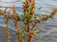Rumex conglomeratus 8, Kluwenzuring, Saxifraga-Ed Stikvoort