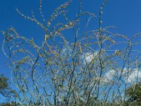 Rumex induratus 10, Saxifraga-Ed Stikvoort