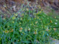 Rumex induratus 4, Saxifraga-Ed Stikvoort