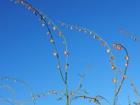 Rumex induratus 5, Saxifraga-Ed Stikvoort