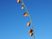 Rumex induratus 7, Saxifraga-Ed Stikvoort