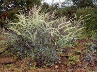 Rumex induratus 9, Saxifraga-Ed Stikvoort