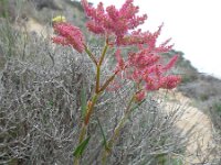 Rumex intermedius 6, Saxifraga-Ed Stikvoort