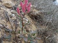 Rumex intermedius 7, Saxifraga-Ed Stikvoort