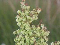 Rumex longifolius 10, Noordse zuring, Saxifraga-Rutger Barendse