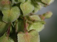 Rumex longifolius 12, Noordse zuring, Saxifraga-Rutger Barendse