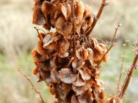 Rumex longifolius 4, Noordse zuring, Saxifraga-Rutger Barendse