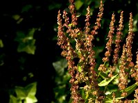 Rumex obtusifolius 21, Ridderzuring, Saxifraga-Jan van der Straaten