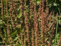 Rumex obtusifolius 22, Ridderzuring, Saxifraga-Jan van der Straaten