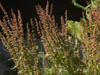 Rumex obtusifolius 23, Ridderzuring, Saxifraga-Jan van der Straaten