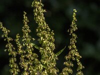 Rumex obtusifolius 24, Ridderzuring, Saxifraga-Jan van der Straaten