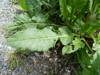 Rumex pulcher 3, Fraaie zuring, Saxifraga-Rutger Barendse