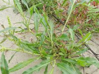 Rumex salicifolius 10, Wilgzuring, Saxifraga-Rutger Barendse