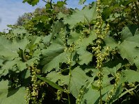 Rumex salicifolius 11, Wilgzuring, Saxifraga-Ed Stikvoort : s9900