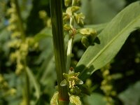 Rumex salicifolius 12, Wilgzuring, Saxifraga-Ed Stikvoort : s9900