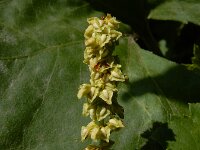 Rumex salicifolius 13, Wilgzuring, Saxifraga-Ed Stikvoort : s9900