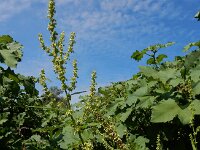 Rumex salicifolius 14, Wilgzuring, Saxifraga-Ed Stikvoort : s9900