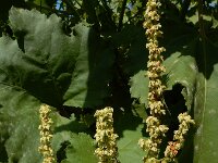 Rumex salicifolius 15, Wilgzuring, Saxifraga-Ed Stikvoort : s9900