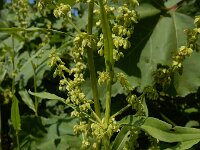 Rumex salicifolius 16, Wilgzuring, Saxifraga-Ed Stikvoort : s9900