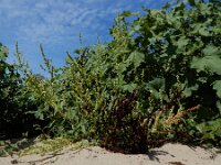 Rumex salicifolius 17, Wilgzuring, Saxifraga-Ed Stikvoort : A900