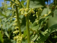Rumex salicifolius 18, Wilgzuring, Saxifraga-Ed Stikvoort : s9900