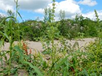 Rumex salicifolius 2, Wilgzuring, Saxifraga-Ed Stikvoort