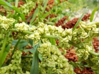 Rumex salicifolius 3, Wilgzuring, Saxifraga-Ed Stikvoort