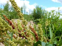 Rumex salicifolius 7, Wilgzuring, Saxifraga-Ed Stikvoort