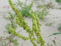 Rumex salicifolius 8, Wilgzuring, Saxifraga-Rutger Barendse