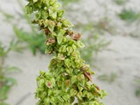 Rumex salicifolius 9, Wilgzuring, Saxifraga-Rutger Barendse
