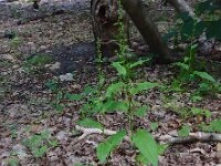 Rumex sanguineus 11, Bloedzuring, Saxifraga-Ed Stikvoort