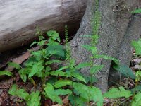 Rumex sanguineus 12, Bloedzuring, Saxifraga-Ed Stikvoort