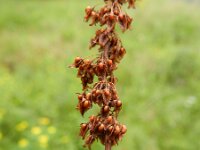 Rumex sanguineus 2, Bloedzuring, Saxifraga-Rutger Barendse