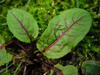 Rumex sanguineus 5, Bloedzuring, Saxifraga-Ed Stikvoort
