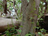 Rumex sanguineus 6, Bloedzuring, Saxifraga-Ed Stikvoort