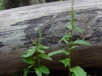 Rumex sanguineus 8, Bloedzuring, Saxifraga-Ed Stikvoort