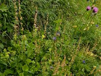 Rumex scutatus 16, Spaanse zuring, Saxifraga-Ed Stikvoort